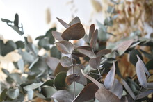 Dried Eucalyptus Leaves In The Form Of Bouquets