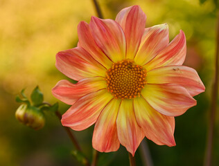 Sticker - Beautiful close-up of a bicolor dahlia