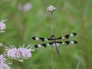 dragonfly on a leaf