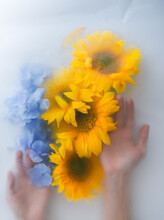 Large Yellow Sunflowers As A Symbol Of Ukraine Next To Blue Flowers With Hands On A Light Background.
