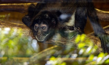 A Mexican Spider Monkey (Ateles Geoffroyi) Is Looking From A Window, Where Is Reflection Of Trees.
