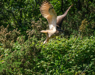 a european eagle owl (Bubo bubo) in demonstration at a bird of prey centre