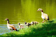 Egyptian Geese With Chicks On The Shore Of A Lake. Wild Birds In Nature. Alopochen Aegyptiaca.
