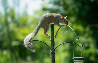 Wall Mural - close up of a grey squirrel (Sciurus carolinensis) 