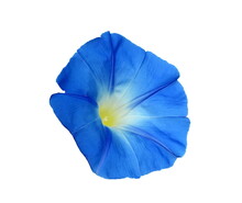 Blue Morning Glory Flower Isolated On White Background. Blue Ipomoea Flower. 