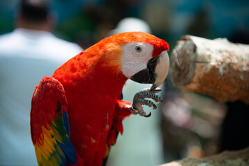 Parrot and birds in the bird park