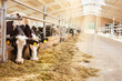 Cows in the barn eating hay, head of a cow. Milk production on a dairy farm.