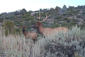 male and female rocky mountain elk roaming the foothills of the spring mountains in the cold creek a