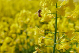 Fototapeta Kwiaty - Pracowita pszczoła zbiera nektar, pyłek, propolis z pola rzepaku. Żółte kwiaty rzepaku, błękitne niebo, makro, close-up, bokeh.
