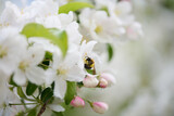 Fototapeta Kwiaty - Pracowita pszczoła zbiera nektar, pyłek, propolis z kwiatów jabłoni. Białe kwiaty jabłoni, makro, close-up, bokeh.