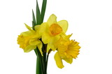Fototapeta Tulipany - Bouquet of yellow daffodils flowers isolated on white background.