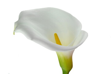 Canvas Print - White calla lily isolated on white background