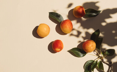 Wall Mural - Summer scene with fresh apricot fruit, leaves and tree shadow on beige background. Minimal aesthetic.
