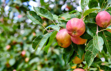 Red Apples Ripening On An Orchard Tree On Blurred Green Background With Copy Space. Organic Fruit Growing On A Cultivated Or Sustainable Farm. Fresh, Healthy Produce During The Harvesting Season