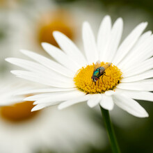 A Common Greenbottle Fly Pollinating A White Flower Closeup. Zoom Detail Of A Tiny Blowfly Insect Feeding Nectar From A Daisy Flowerhead During Pollination In A Backyard Garden Or Park