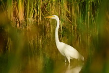 Great Egret (Ardea Alba