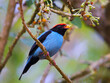 Swallow-tailed Manakin – Chiroxiphia caudata - tangará