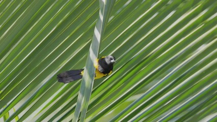 Wall Mural - a slow motion clip of a black-cowled oriole perching on a palm leaf at boca tapada in costa rica