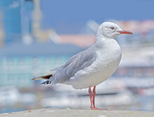 One Seagull Sitting On An Old Sea Pier By The Harbor. The European Herring Gull On The Beach Railing. A Single Bird Looking For Food By The Seaside. Closeup Of Wildlife On The Coastline