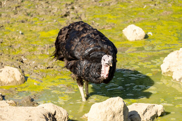 Adorable baby turkey or poults by a small muddy pond, on a hot summer day, close up