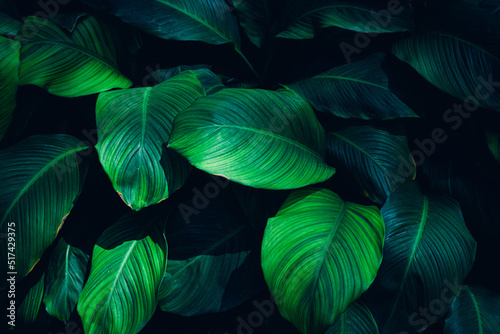 Papier Peint - abstract green leaf texture, nature background, tropical leaf