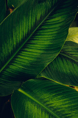 Aufkleber - closeup nature view of tropical leaves background, dark nature concept.
