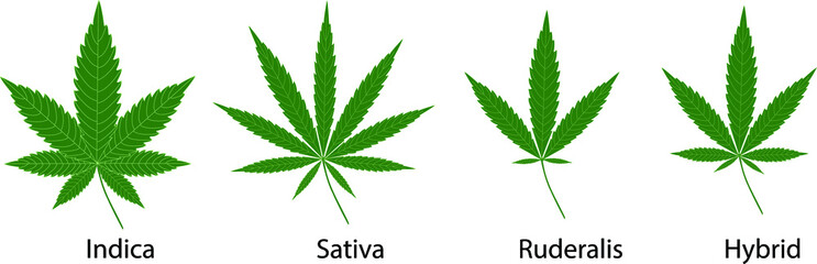 Cannabis sativa, indica ruderalis and hybrid  leaves on white background.