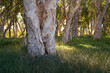 Paperbark trees on the Warrungunha Trail