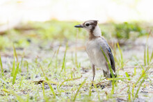 Blue Jay (Cyanocitta Cristata), Possibly Young Adult Or Juvenile, In Sarasota Florida. (Comments On Its Life Stage Are Tentative—I’m Not An Expert.)