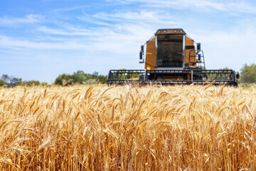 Wall Mural - combine harvester cutting ripe wheat on field