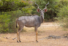 Greater Kudu In Natural Bushland Habitat In An East African Protected Park
