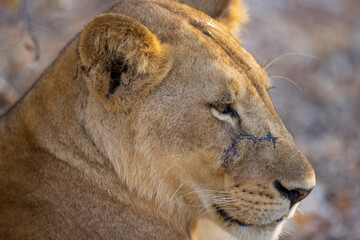 Wall Mural - Close up of Lioness face with scar in natural protected habitat in an East African national park