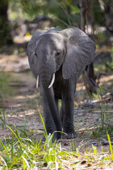 Wall Mural - Close up of Elephant in natural habitat in a protected East African national park 