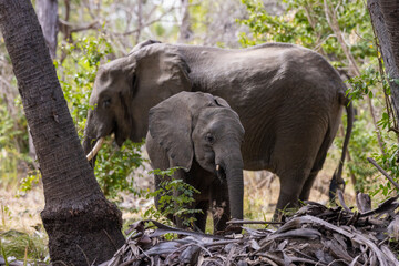 Wall Mural - Close up of Elephant in natural habitat in a protected East African national park 