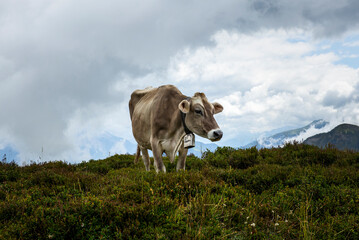 Happy cow free grazing on the Swiss Alps in summer