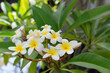 The beauty of the frangipani flowers in the garden