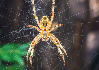Spider On The Web macro