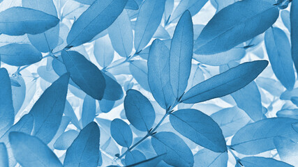 Vegetable background from honeysuckle leaves. Blue tinted natural wallpaper from the foliage of a fruit bush. Abstract plant backdrop. Beautiful plants pattern