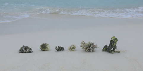 Wall Mural - underwater coral on white sand on the beach