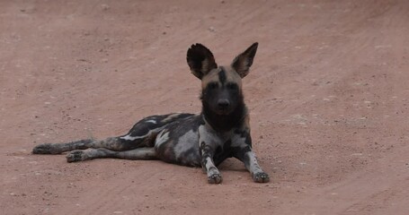 Wall Mural - African Wild Dogs or Painted Wolves roaming in a pack in a protected national park, Tanzania, East Africa