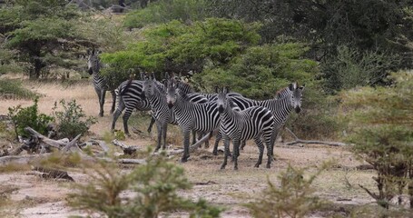 Wall Mural - Herd of wild zebra in natural African habitat 