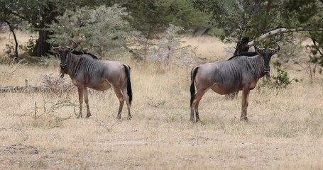 Wall Mural - Wildebeest grazing in natural grass land habitat in a protected East African national park