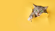 The Cat Looks Out Of A Hole In The Studio Yellow Background. Pet Peeps Through Torn Paper Background, Copy Space