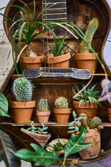 Wall Mural - Old guitar with cacti collection inside. Creative interior decoration.