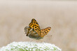 Motyl dostojka malinowiec na kwitnącej łące