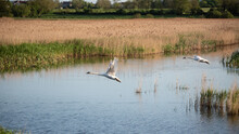 Small Flock Of Graceful Mute Swans Cygnus Olor In Flight Over Wetlands Landscape In Spring