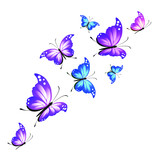 Fototapeta Motyle - butterflies on a white backgrond