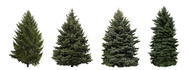 Set with beautiful green coniferous trees on white background. Banner design