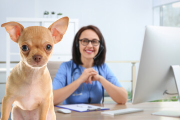 Wall Mural - Veterinarian doc with adorable dog in clinic