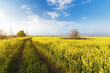 canola on the background of blue ned / bright spring landscape of the field of Ukraine